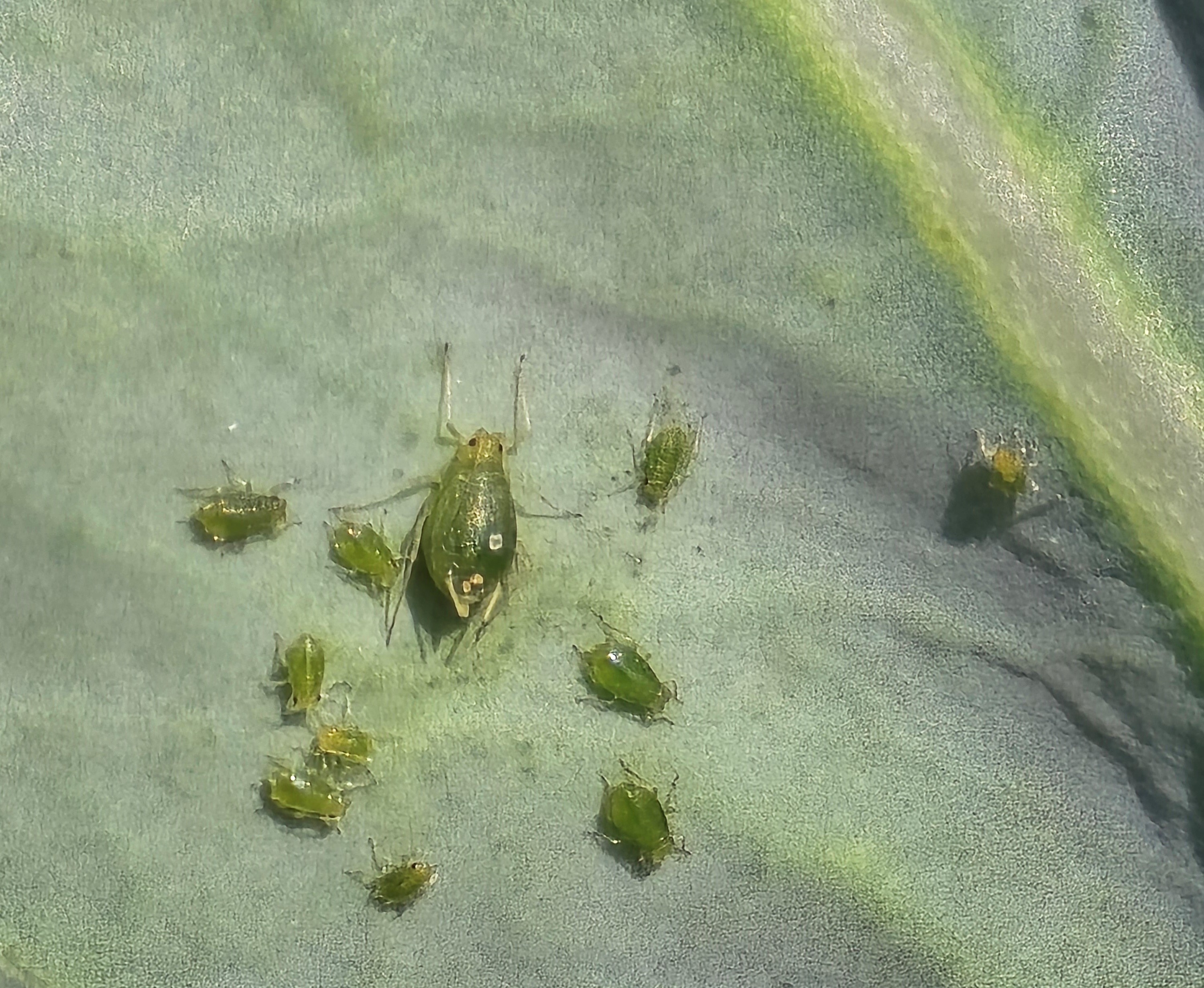Cluster of green aphids on a cabbage leaf, with one larger adult surrounded by smaller nymphs. Insects are feeding along the leaf surface.